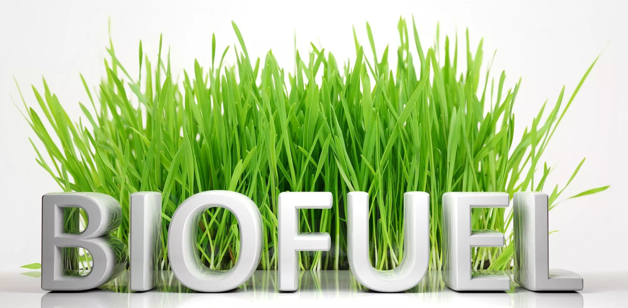 Pehlivan Project - The Major Key To Your Better Future